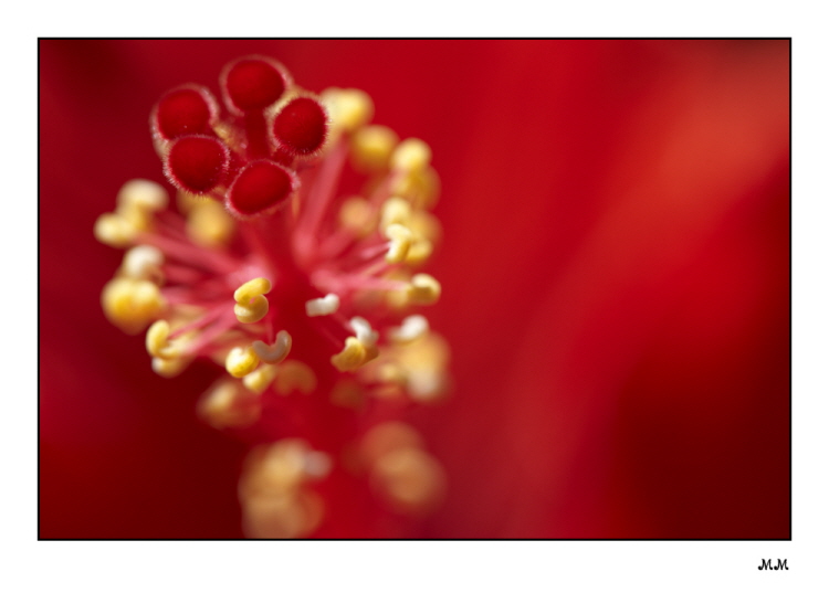 Hibiskusblüte